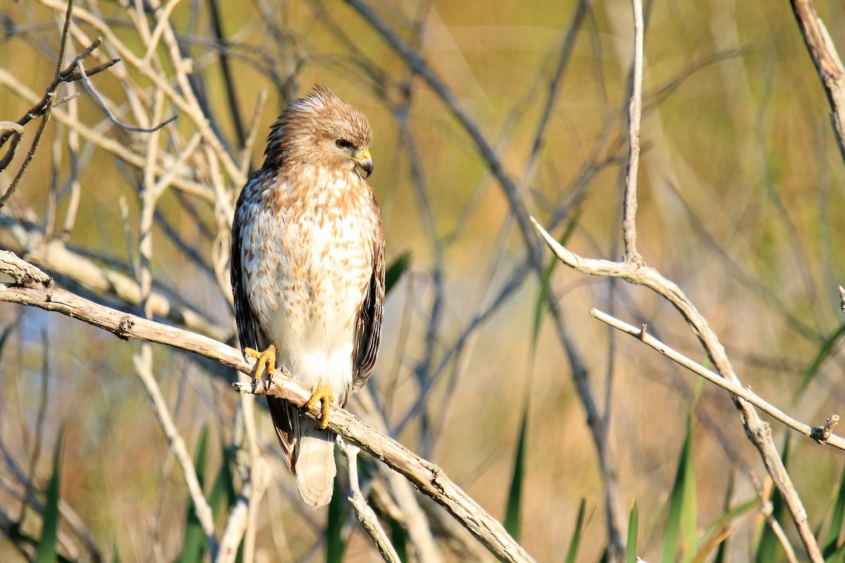 Rotschulterbussard - ML140903801