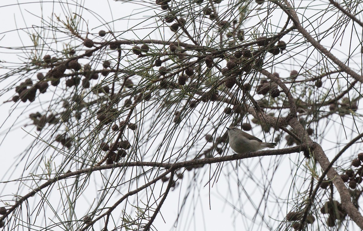 Mangrove Gerygone - Geoff Dennis