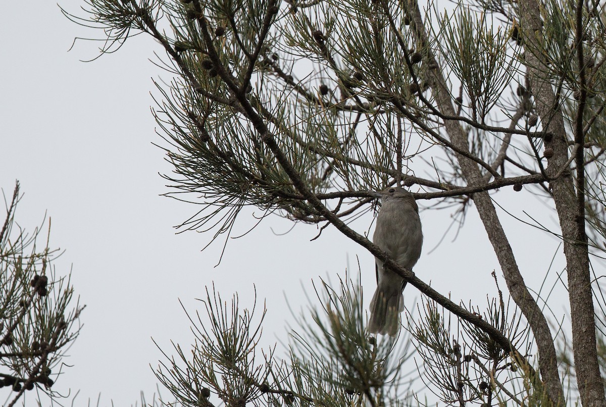 Gray Shrikethrush - Geoff Dennis