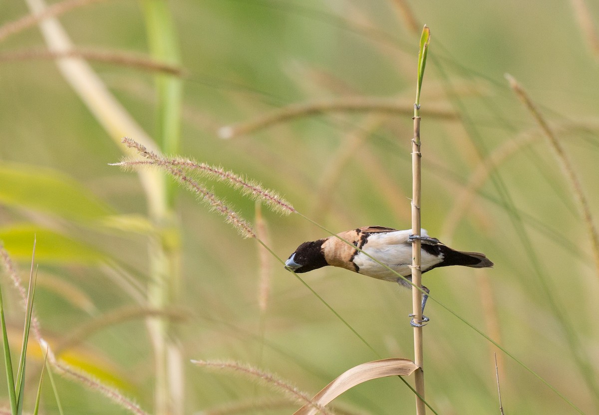 Chestnut-breasted Munia - ML140904081