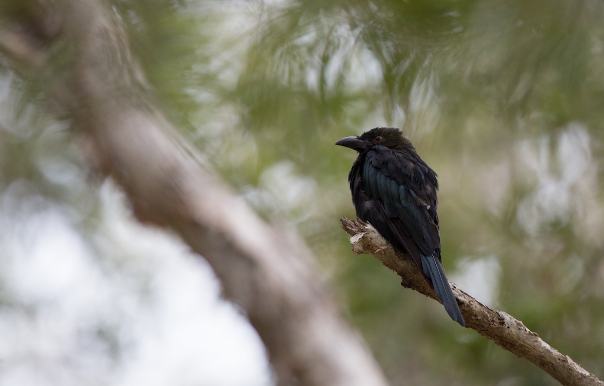 Drongo Escamoso - ML140904091