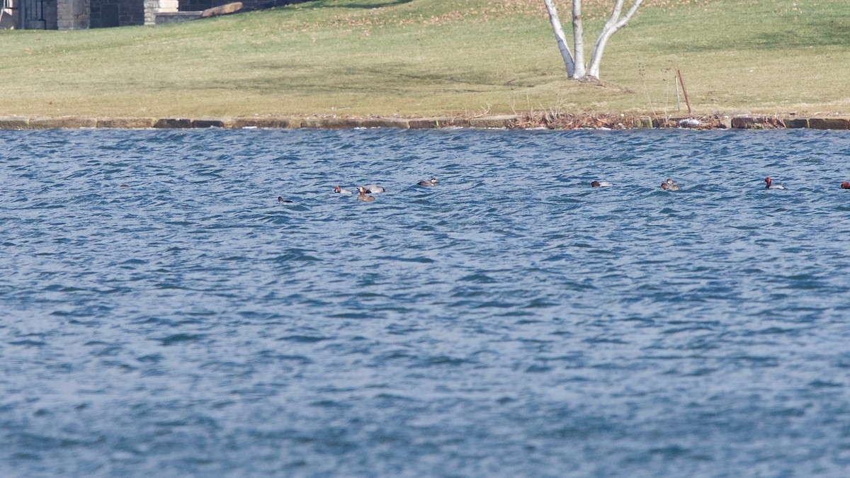 Black Scoter - ML140905651