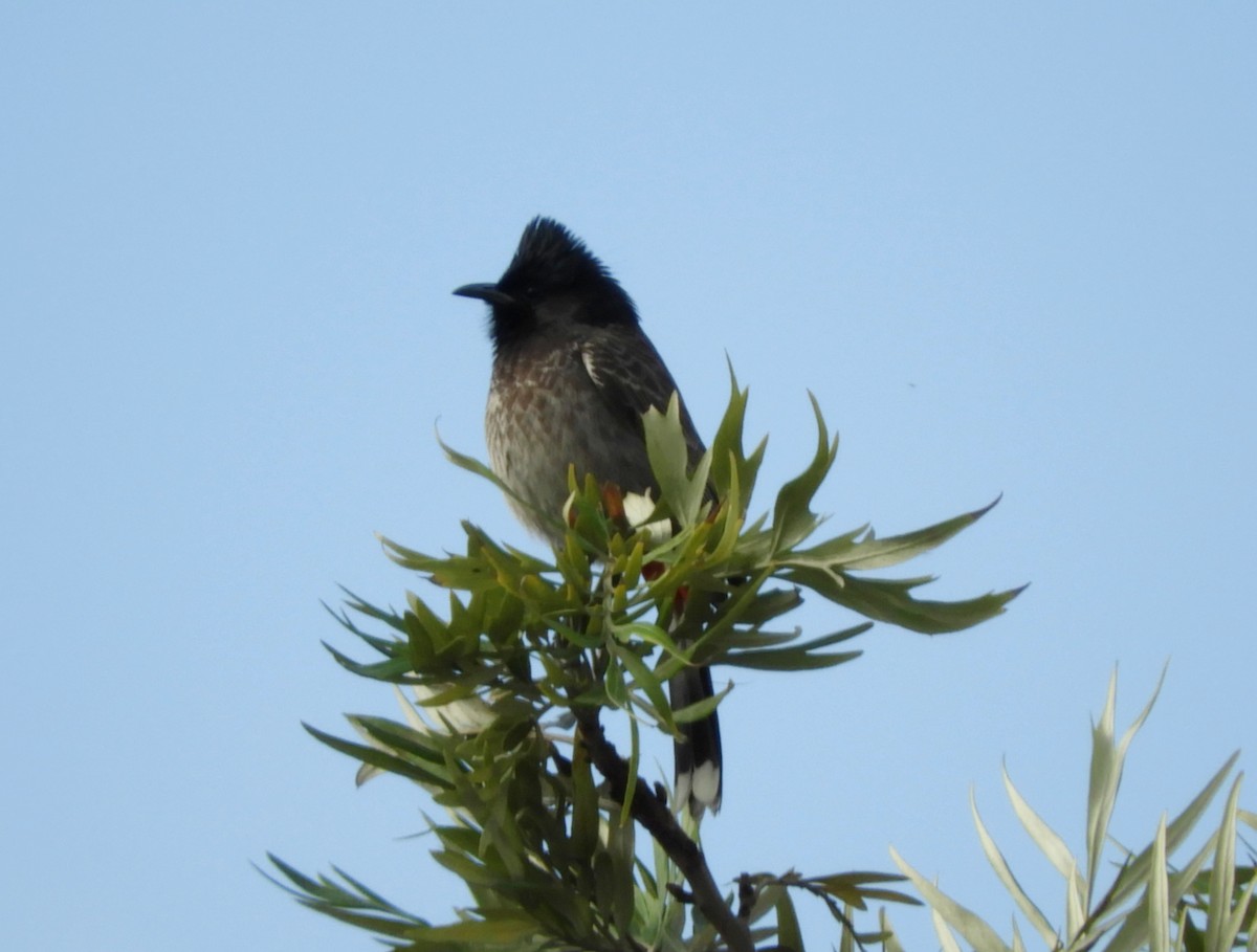 Bulbul à ventre rouge - ML140905871