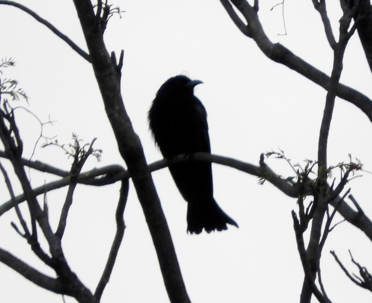 Drongo Crestudo - ML140906021