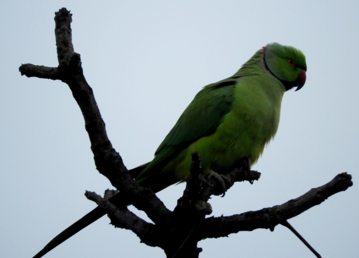 Rose-ringed Parakeet - ML140906051