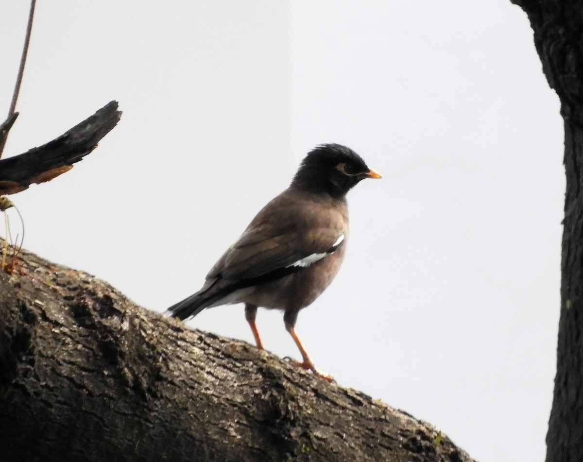 Common Myna - ML140906121