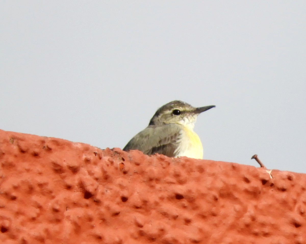 Gray Wagtail - ML140906181