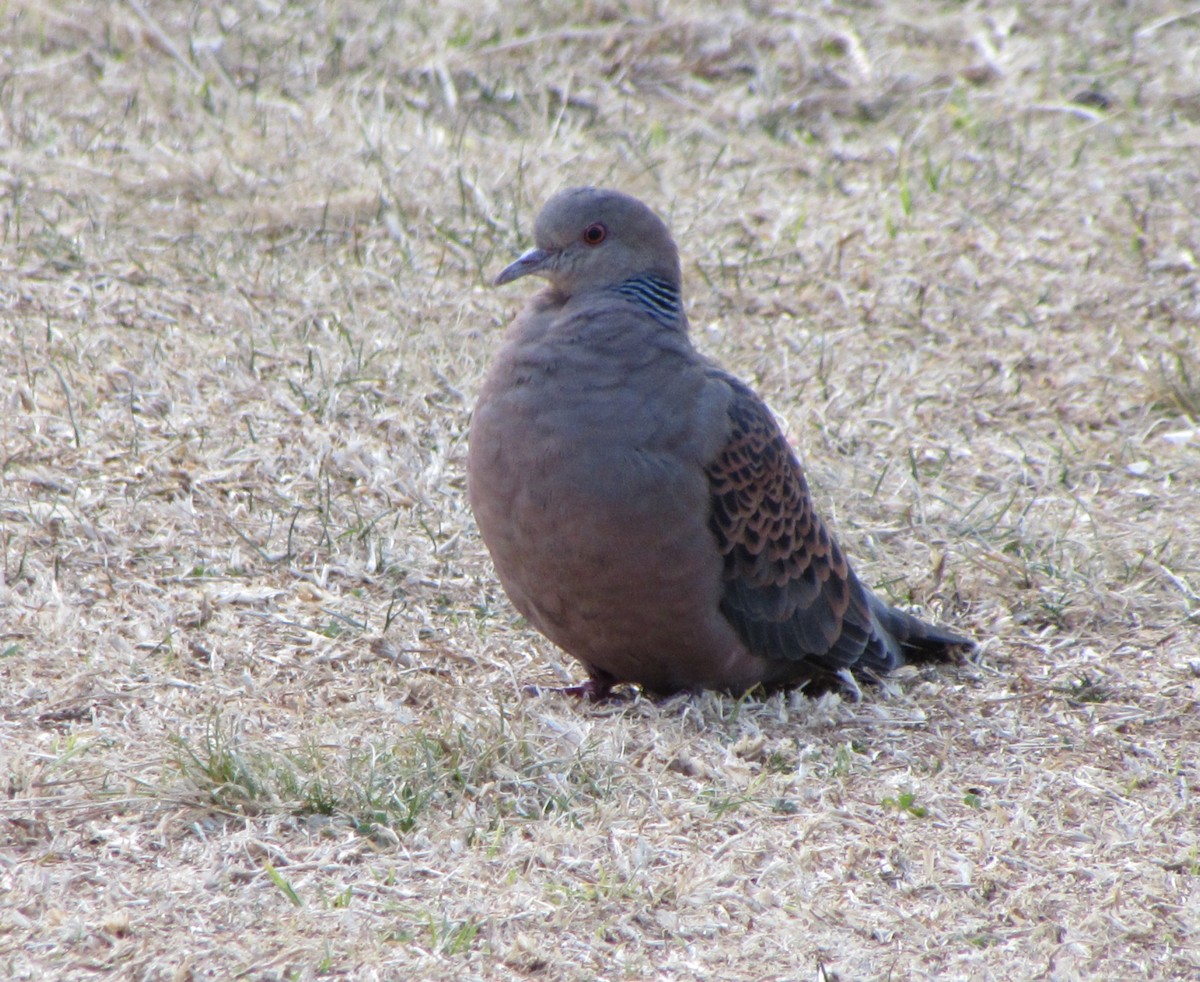 Oriental Turtle-Dove - ML140906941