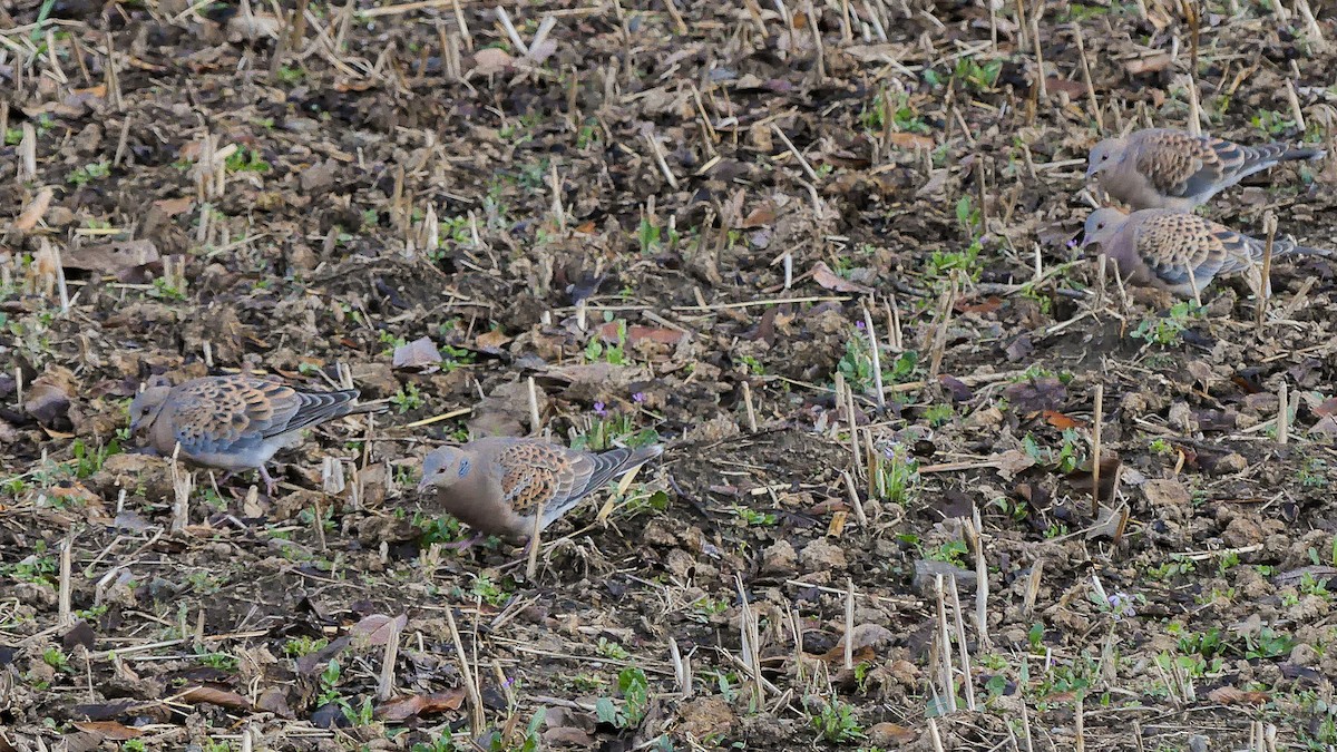 Oriental Turtle-Dove - ML140908511