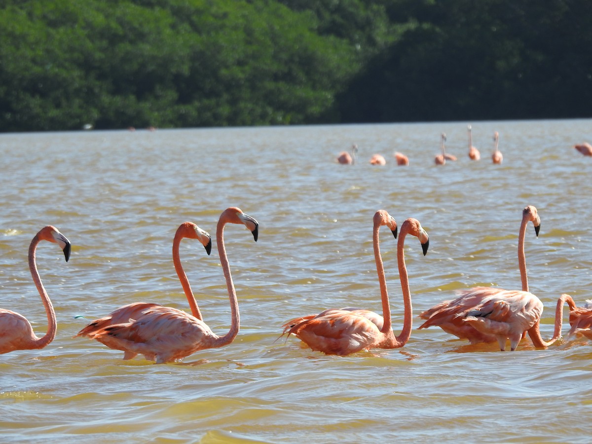 American Flamingo - Margaret Thompson