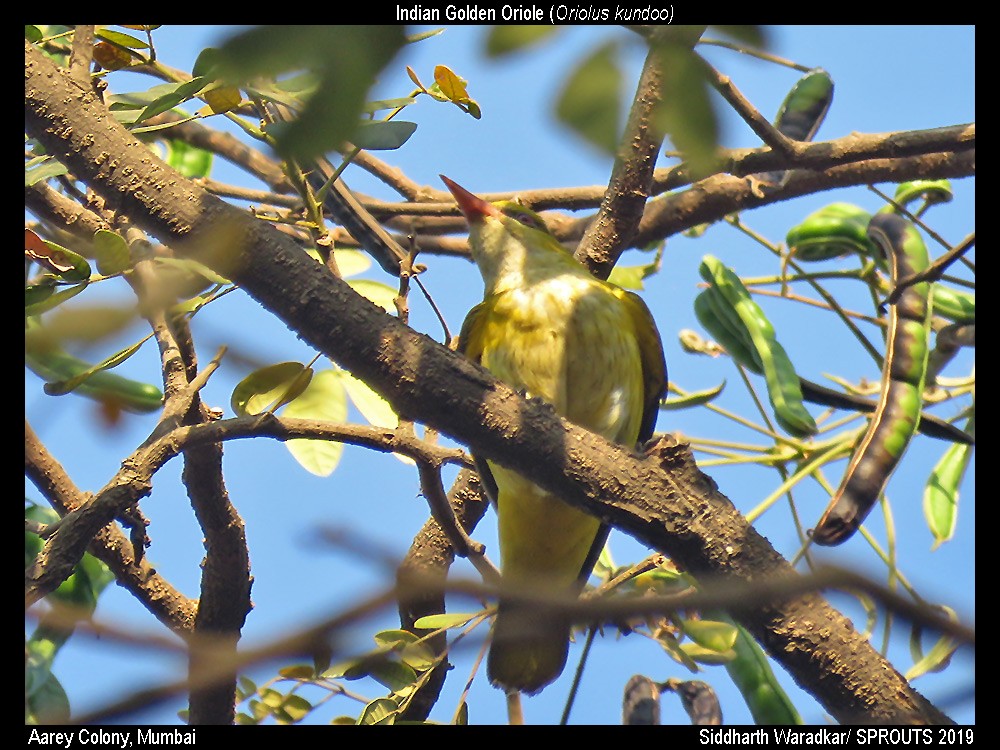 Indian Golden Oriole - ML140909181