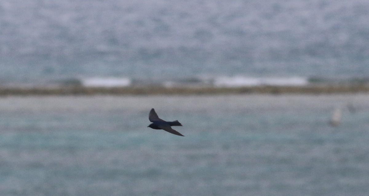 Purple Martin - ML140909361