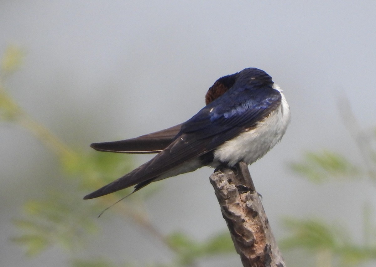 Wire-tailed Swallow - ML140909451