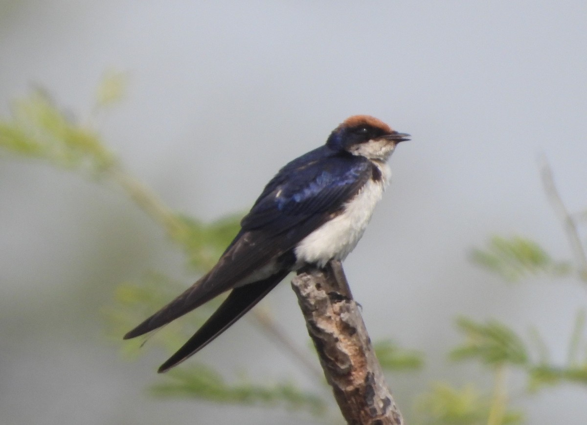 Wire-tailed Swallow - ML140909461