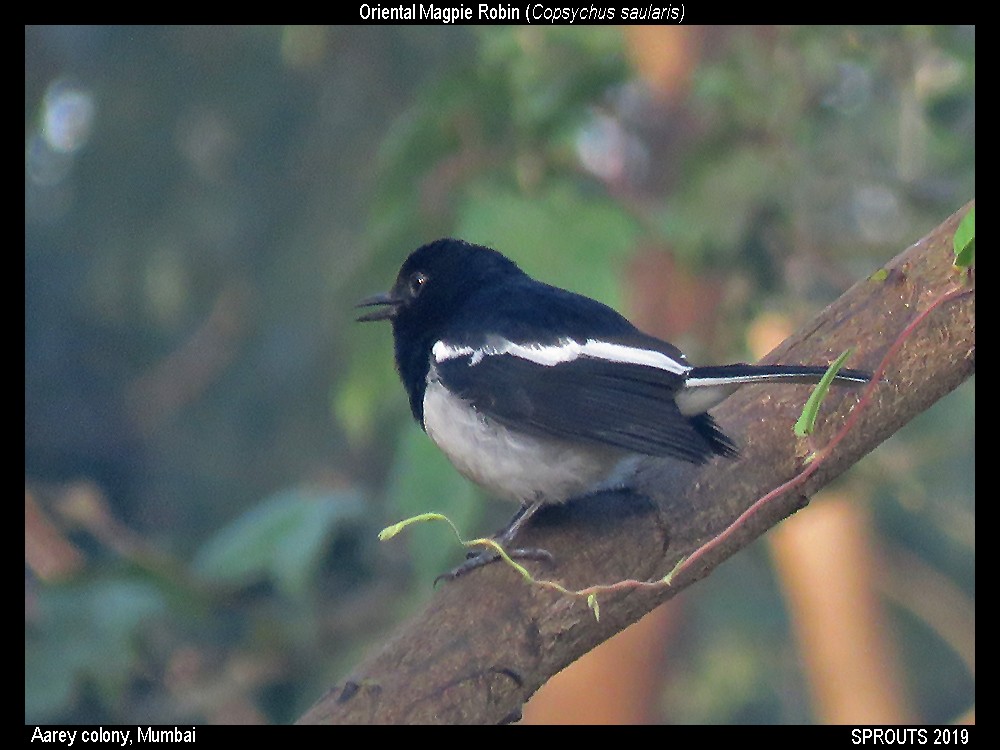 Oriental Magpie-Robin - ML140909621