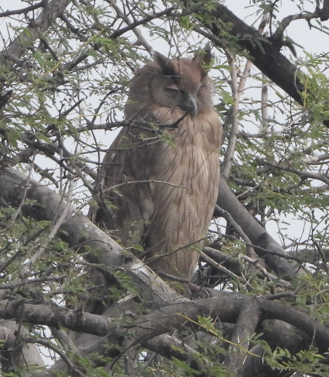 Dusky Eagle-Owl - ML140910561