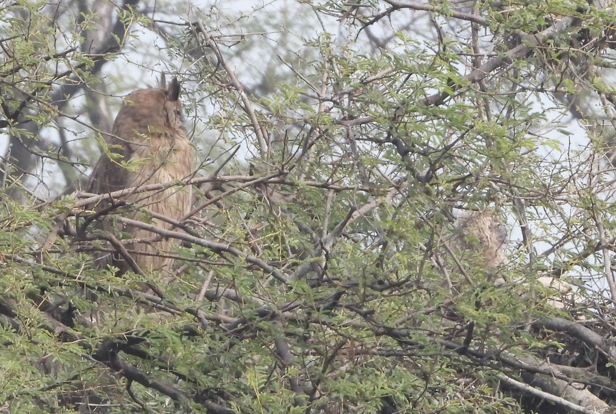 Dusky Eagle-Owl - ML140910591