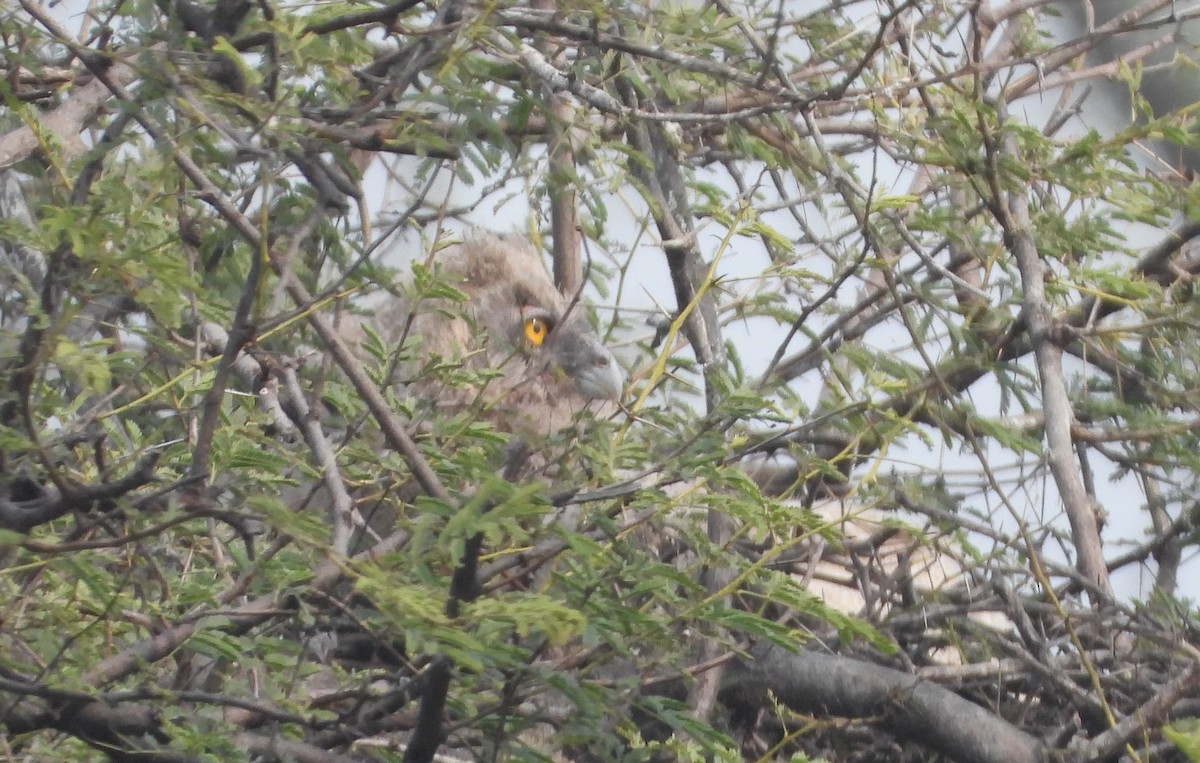 Dusky Eagle-Owl - ML140910611