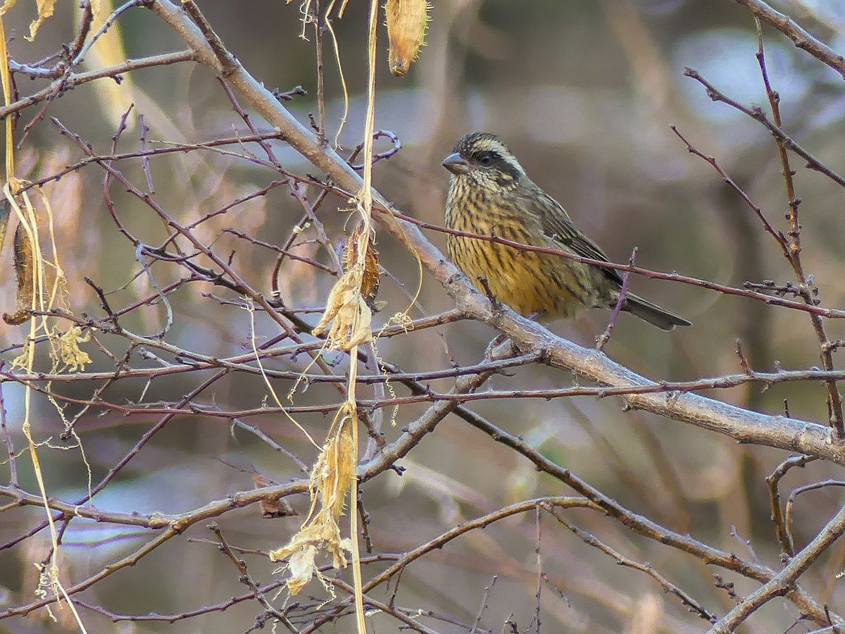 Spot-winged Rosefinch - ML140910701