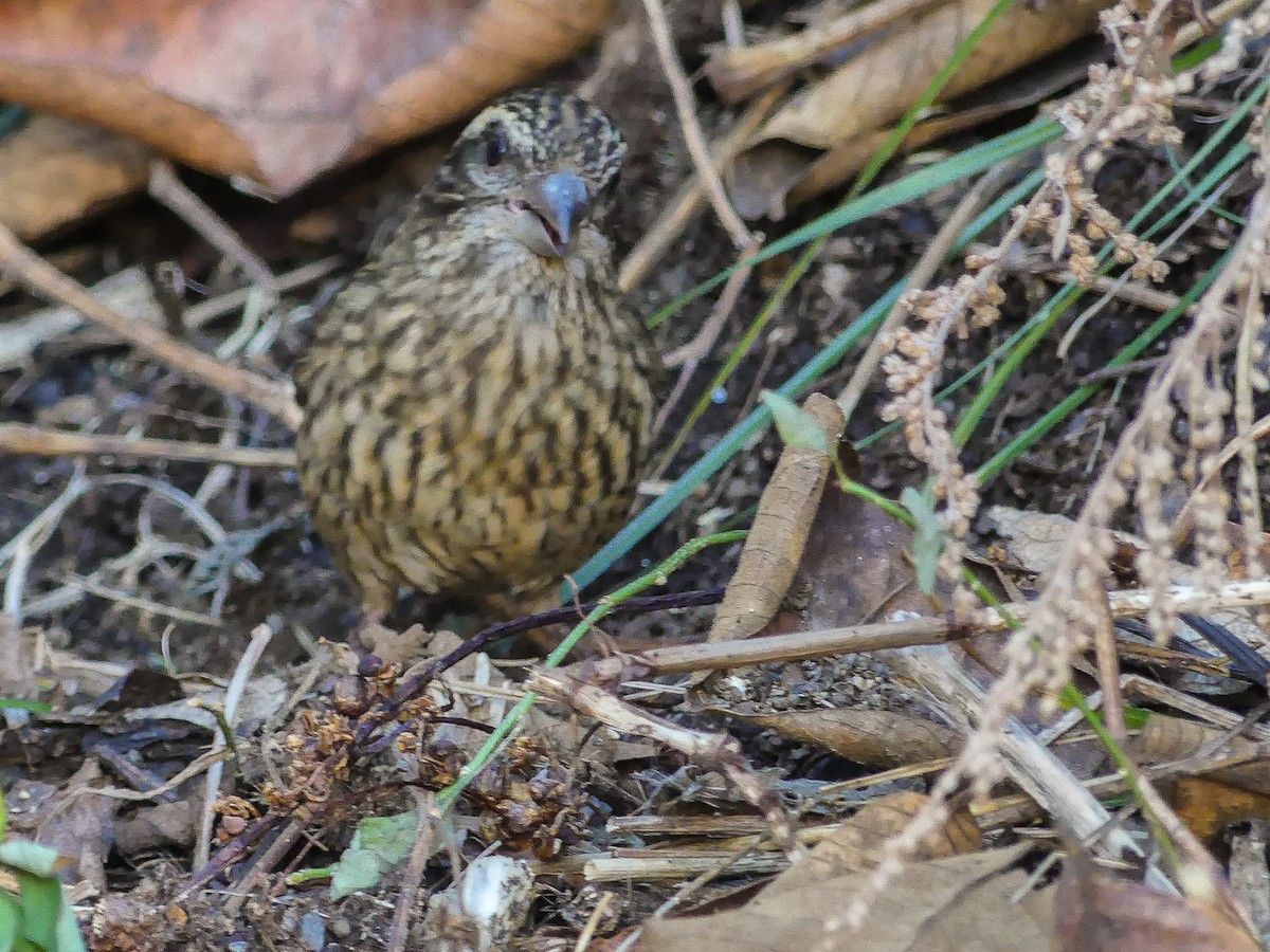 Spot-winged Rosefinch - ML140910711