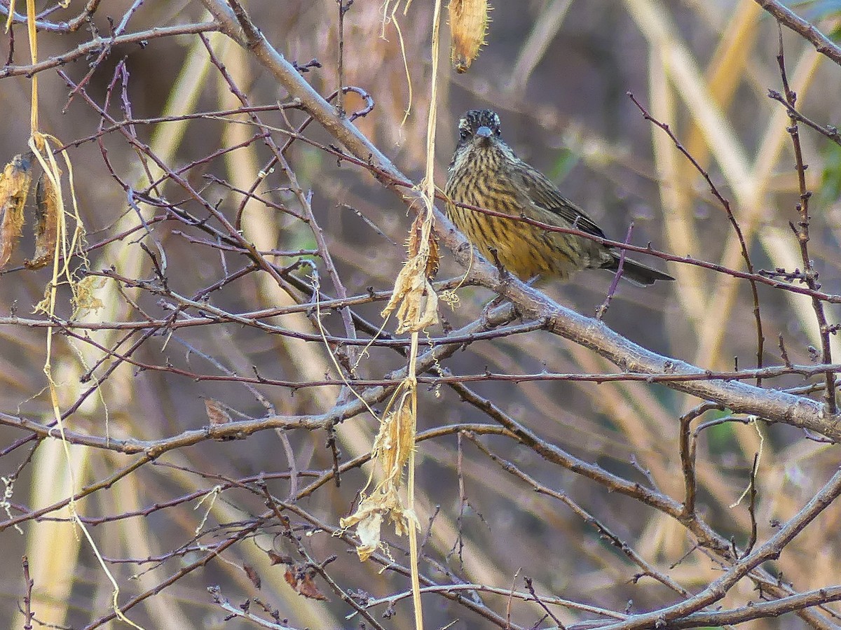 Spot-winged Rosefinch - ML140910721