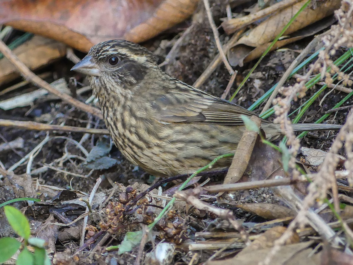 Spot-winged Rosefinch - ML140910731