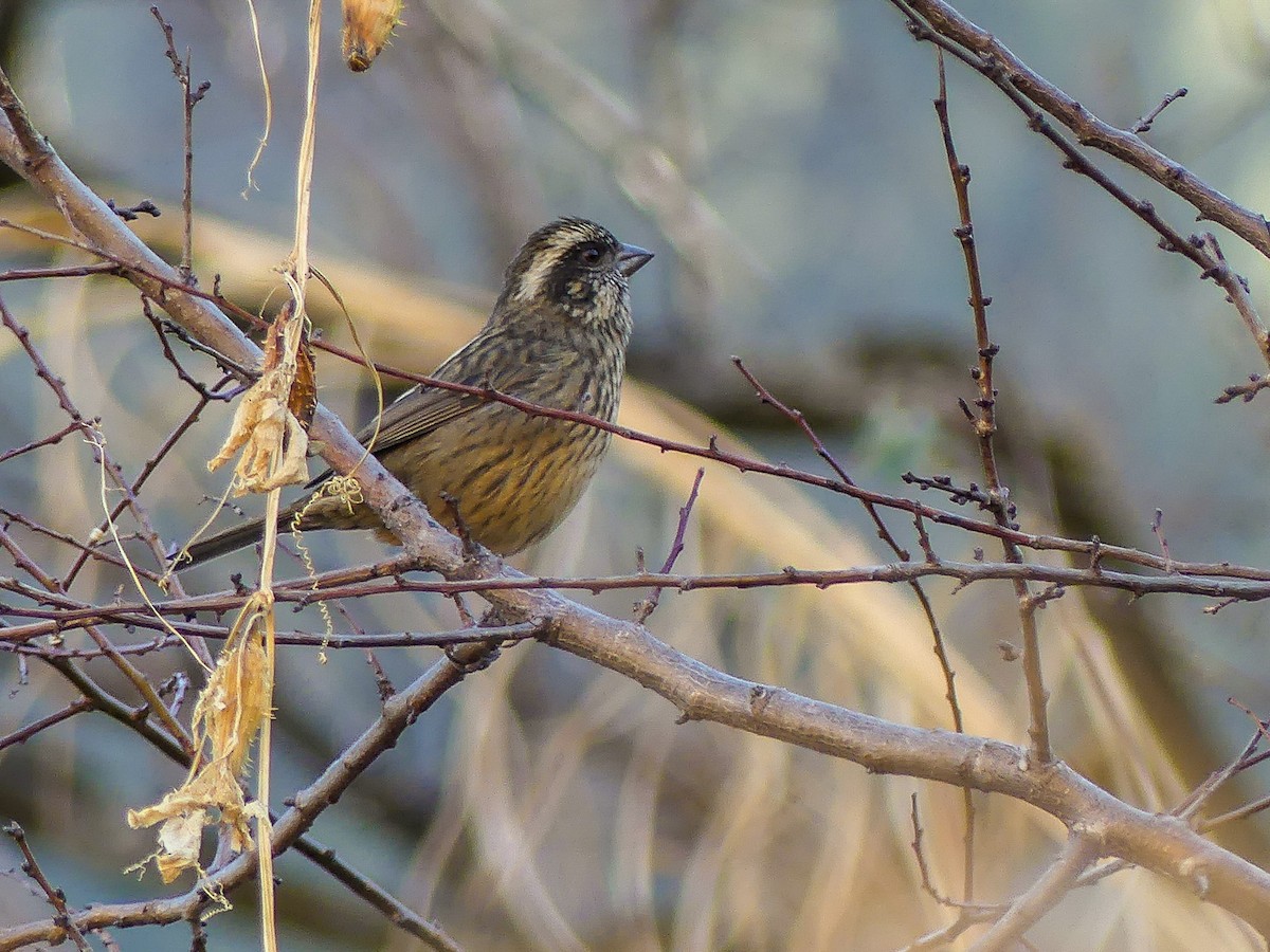 Spot-winged Rosefinch - ML140910741