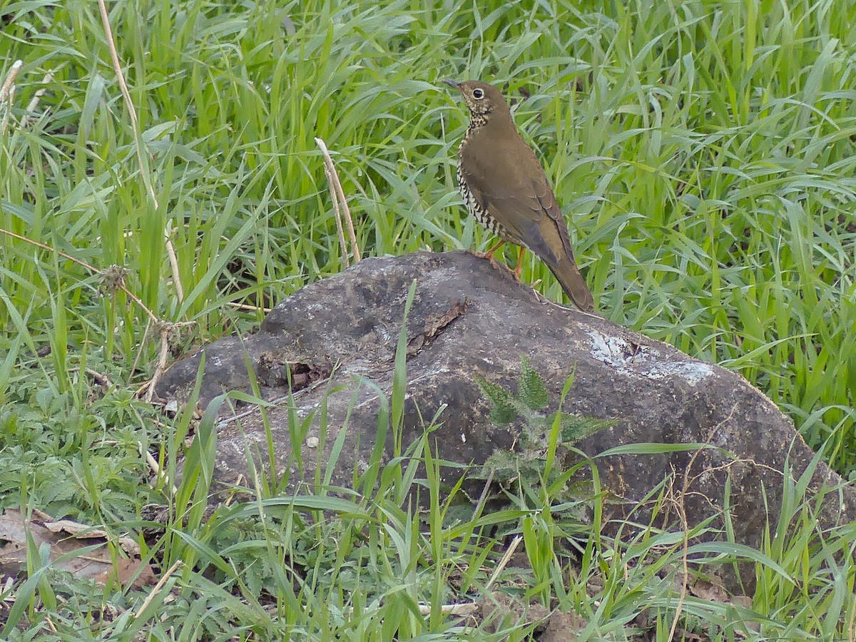 Alpine Thrush - ML140910751