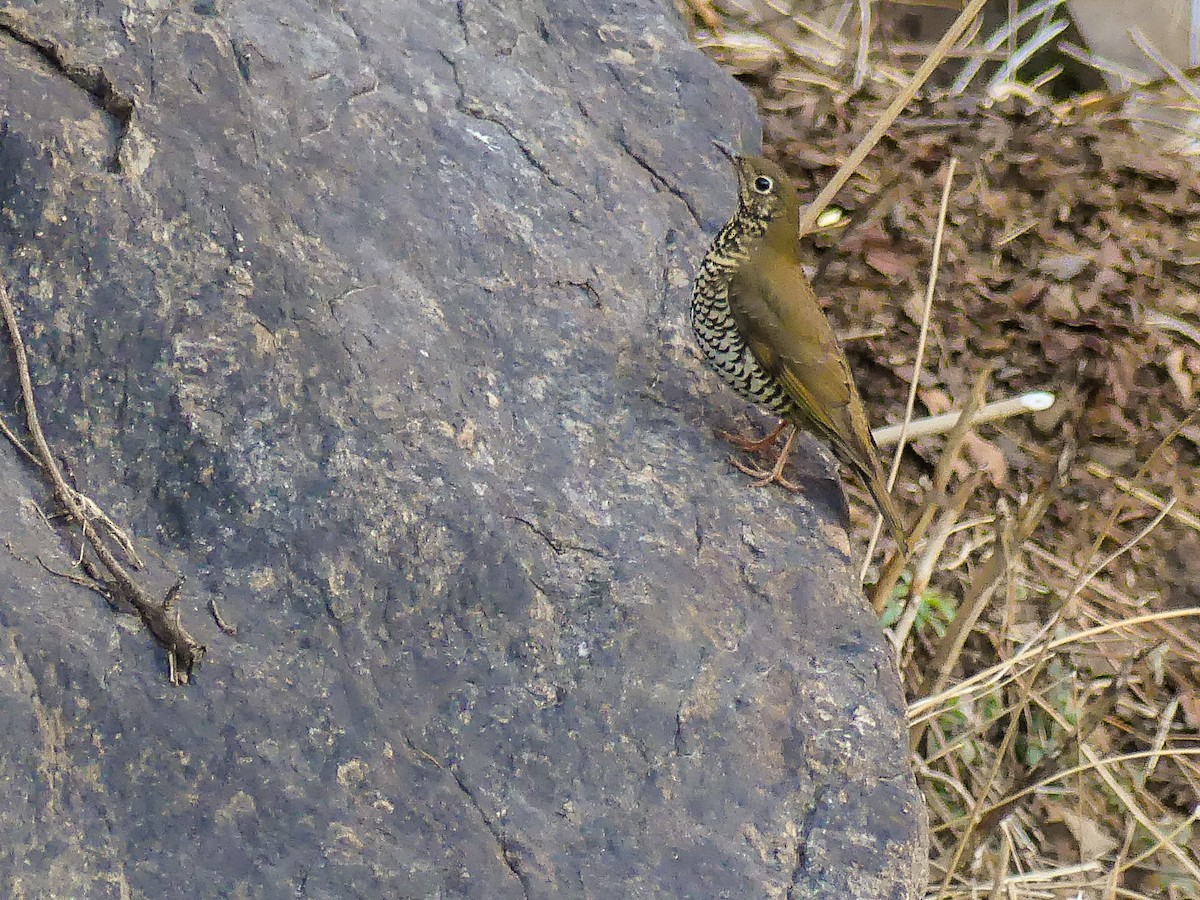 Alpine Thrush - Mike Prince