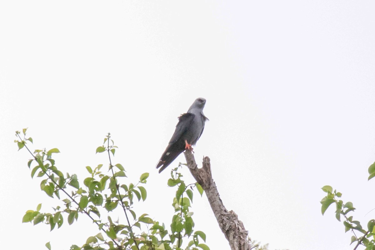 Plumbeous Kite - Linda Rudolph