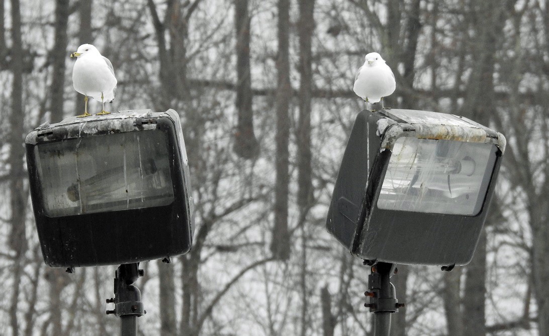 Ring-billed Gull - ML140911381