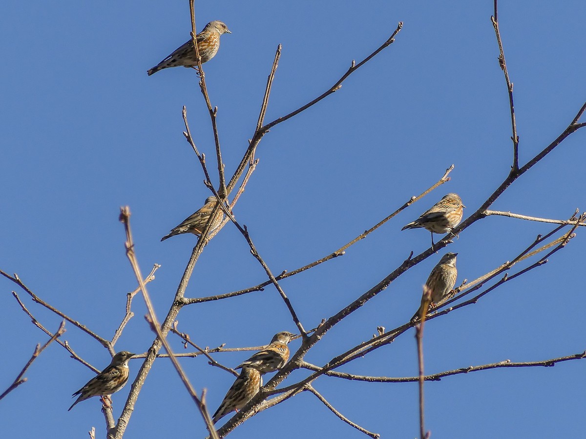 Altai Accentor - ML140912061