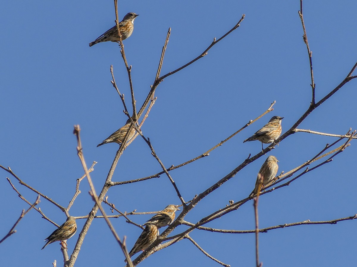 Altai Accentor - ML140912071