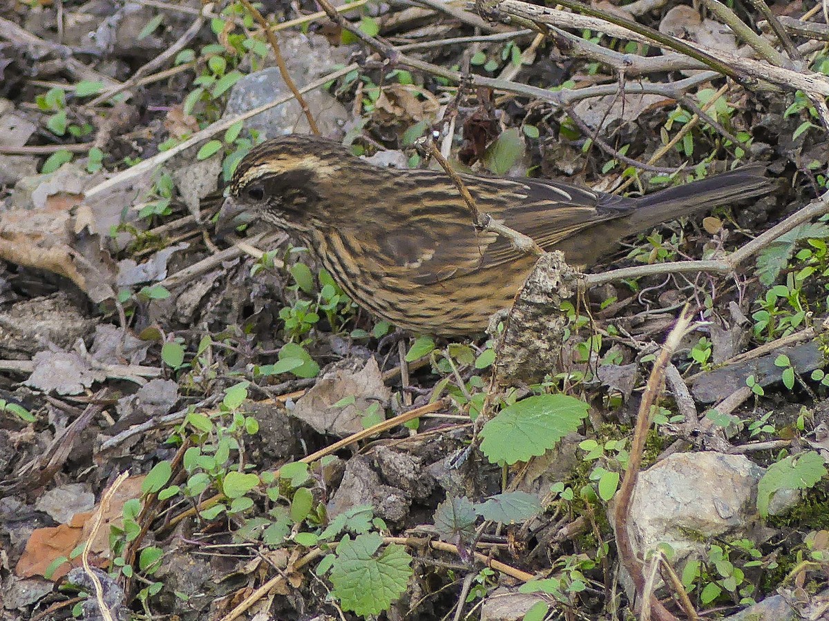 Spot-winged Rosefinch - ML140912151