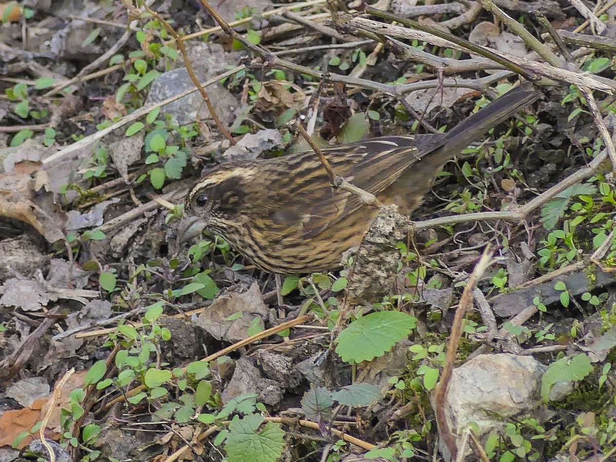 Spot-winged Rosefinch - ML140912161