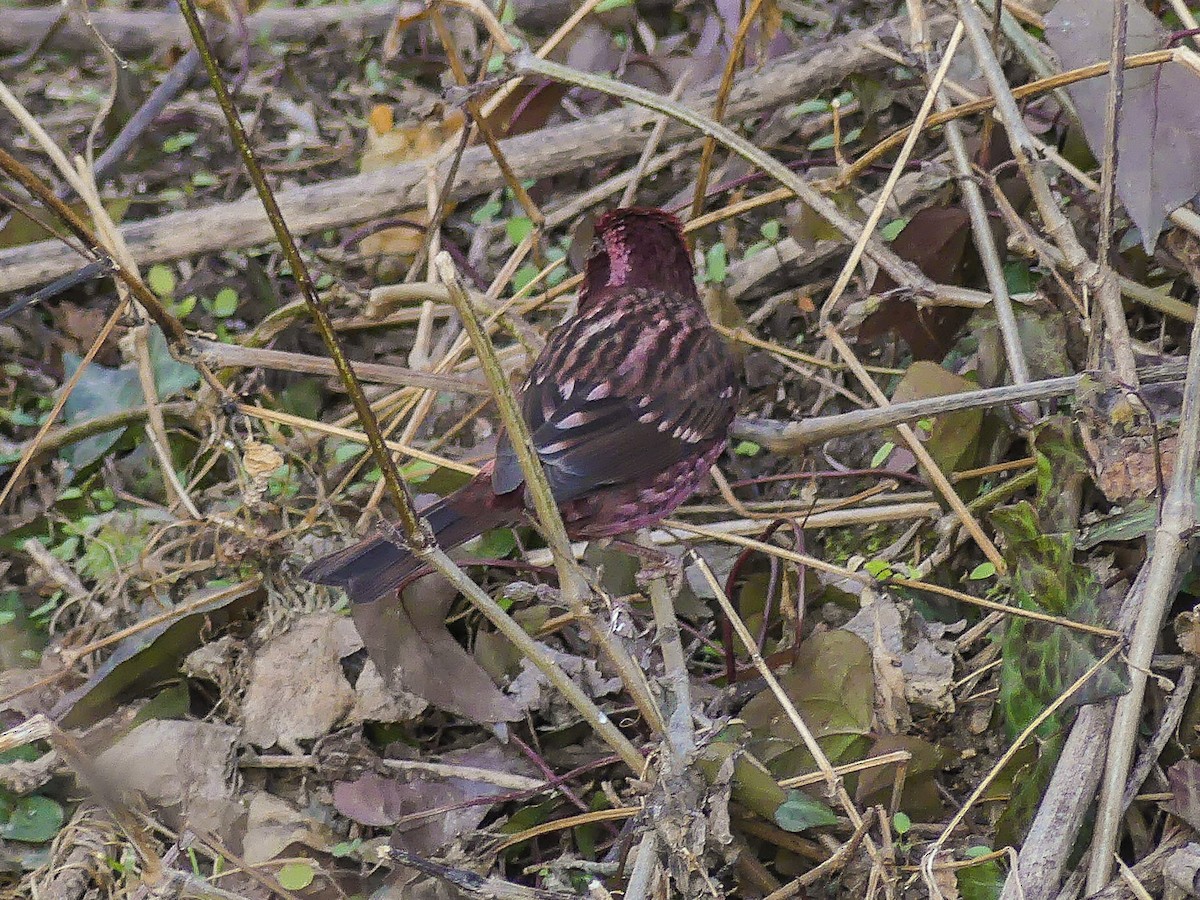 Spot-winged Rosefinch - ML140912181