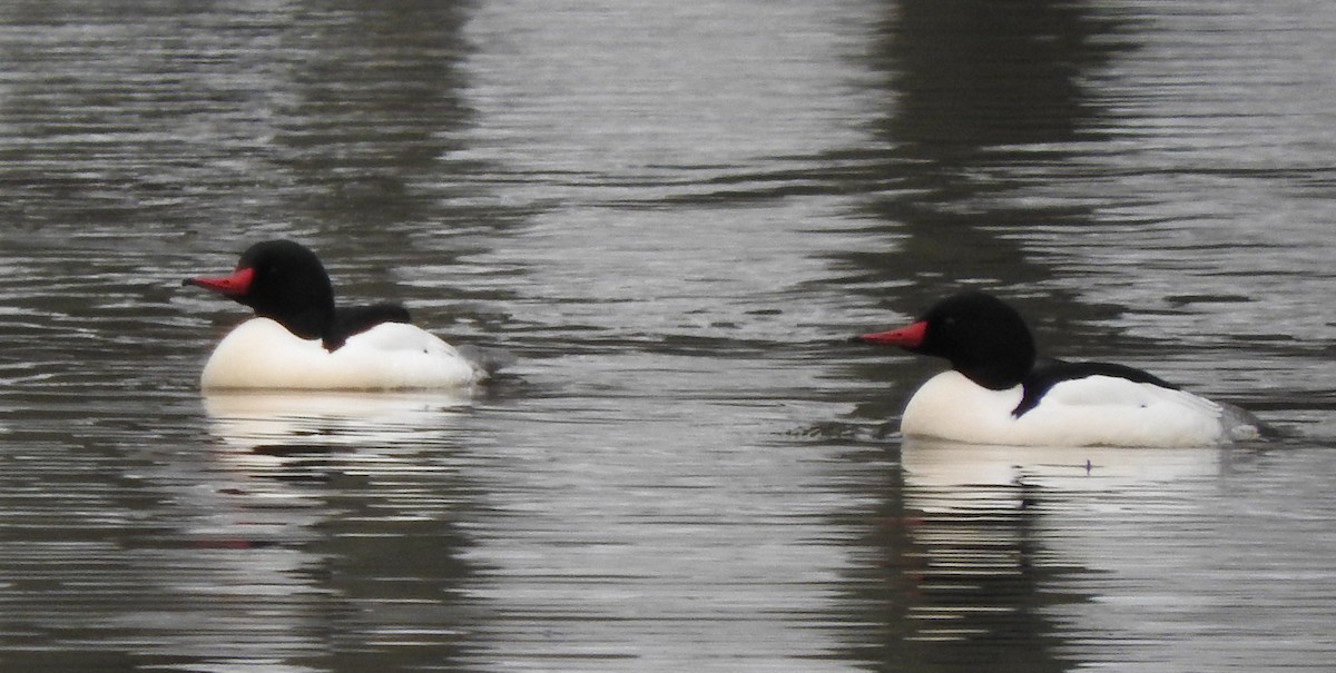 Common Merganser - ML140912261