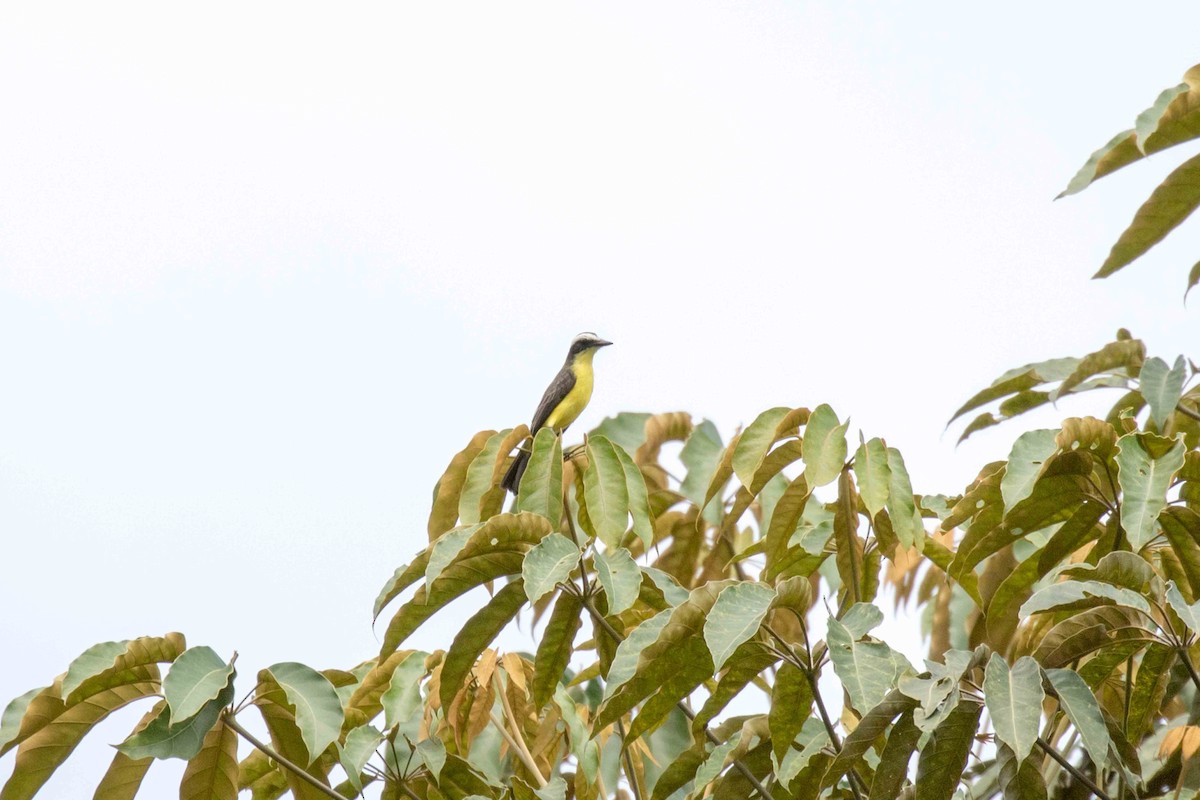 Yellow-throated Flycatcher - ML140912441