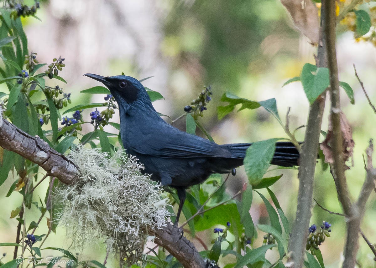 Blue Mockingbird - ML140912561