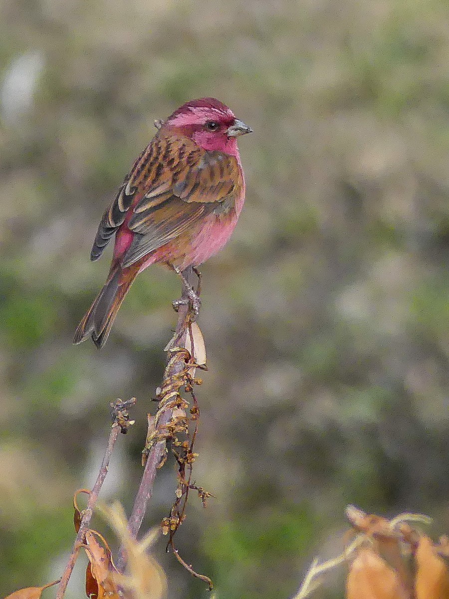 Pink-browed Rosefinch - ML140912641