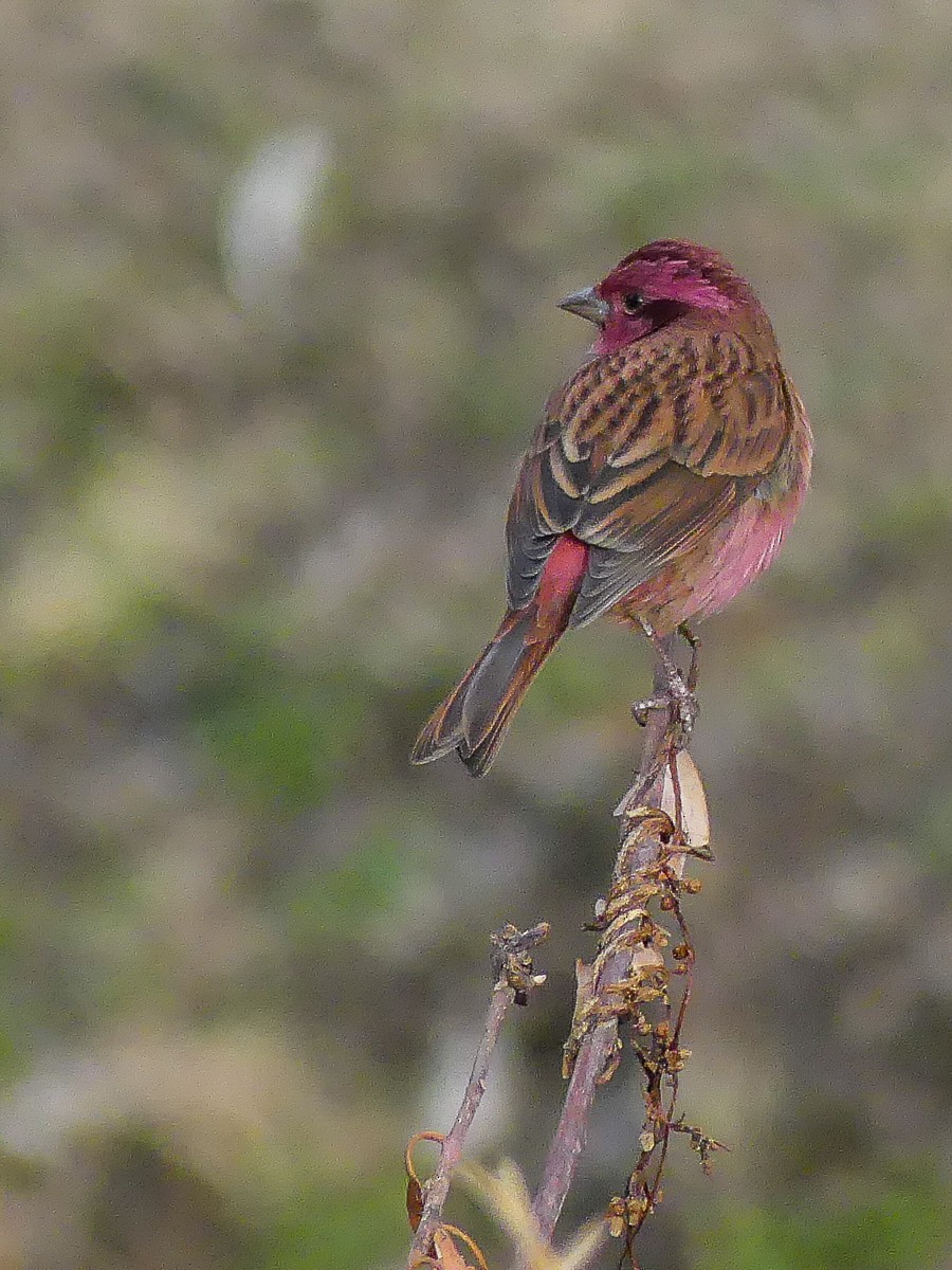 Pink-browed Rosefinch - ML140912651