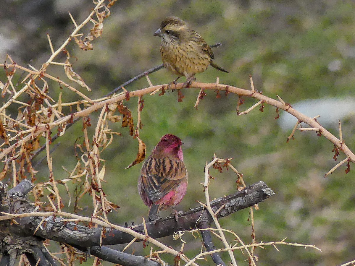 Pink-browed Rosefinch - ML140912671