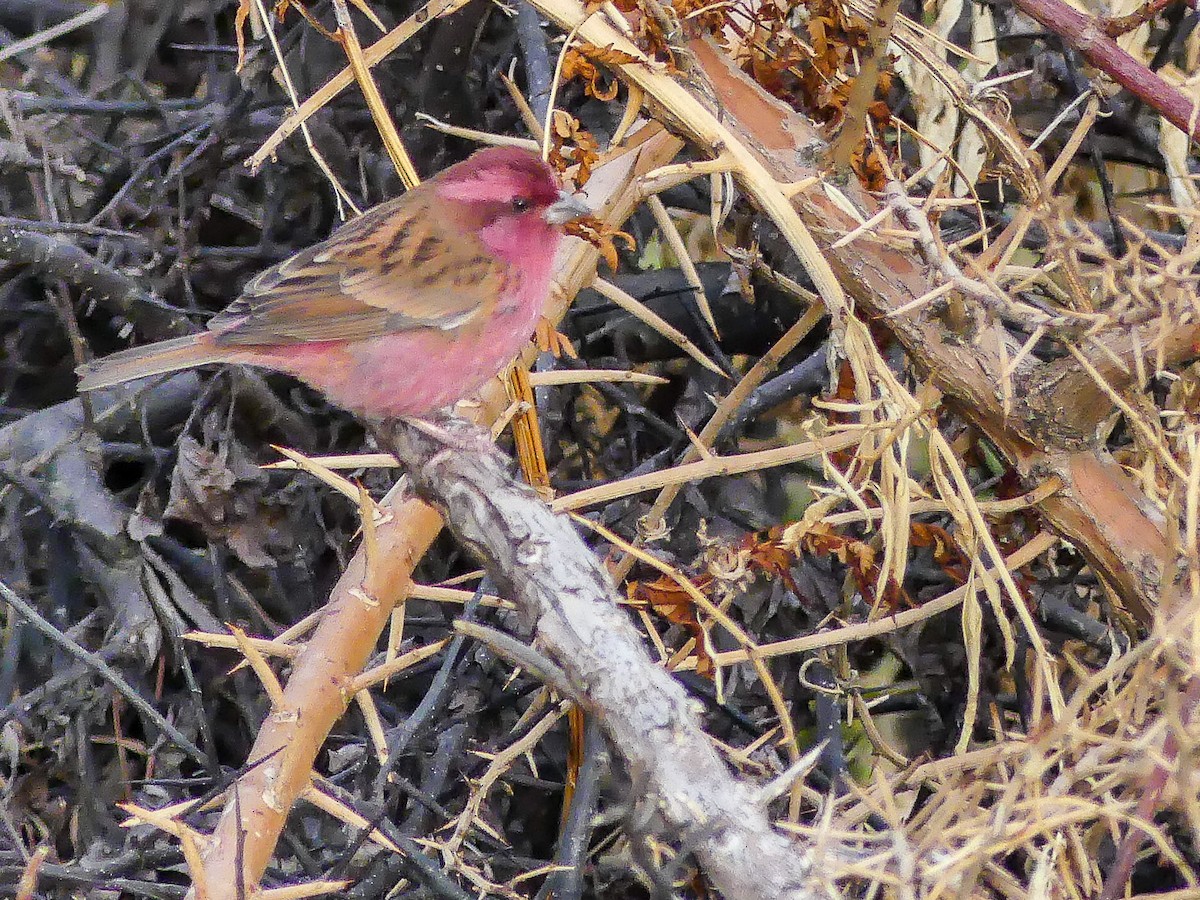 Pink-browed Rosefinch - ML140912681