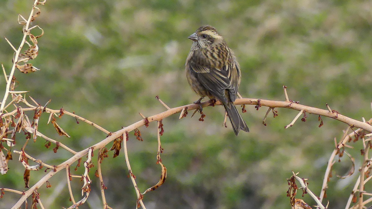 Pink-browed Rosefinch - Mike Prince