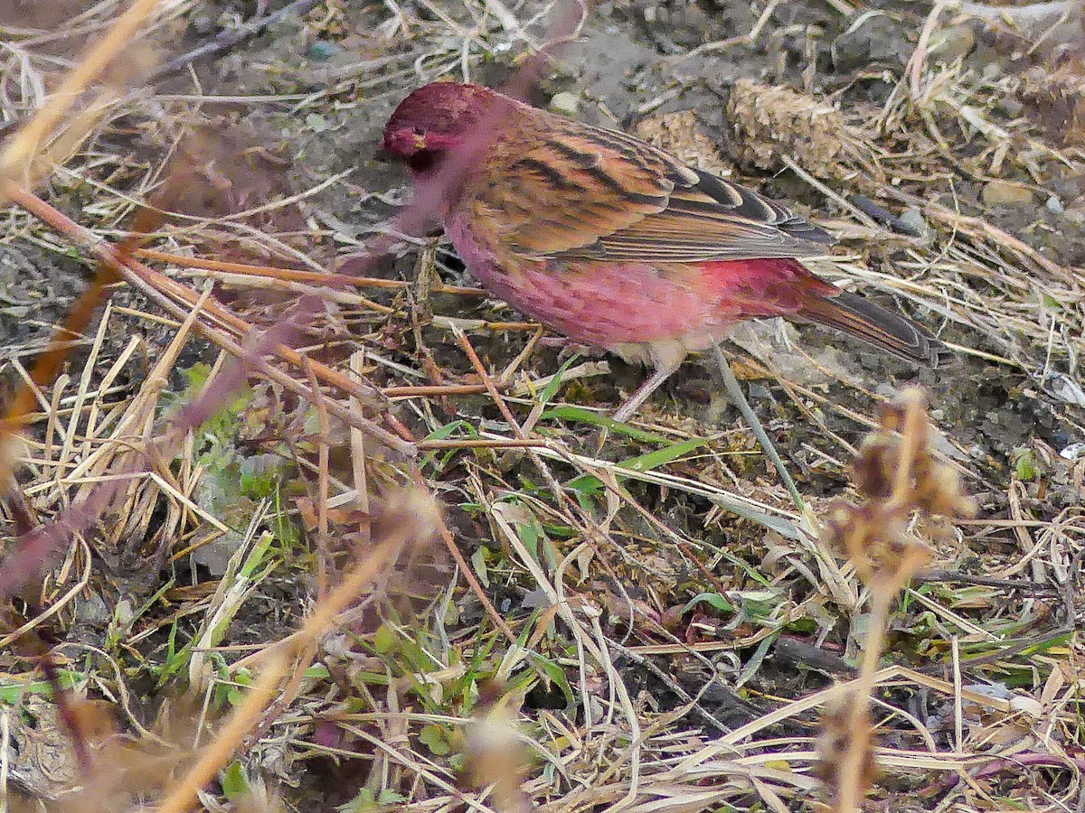 Pink-browed Rosefinch - ML140912701