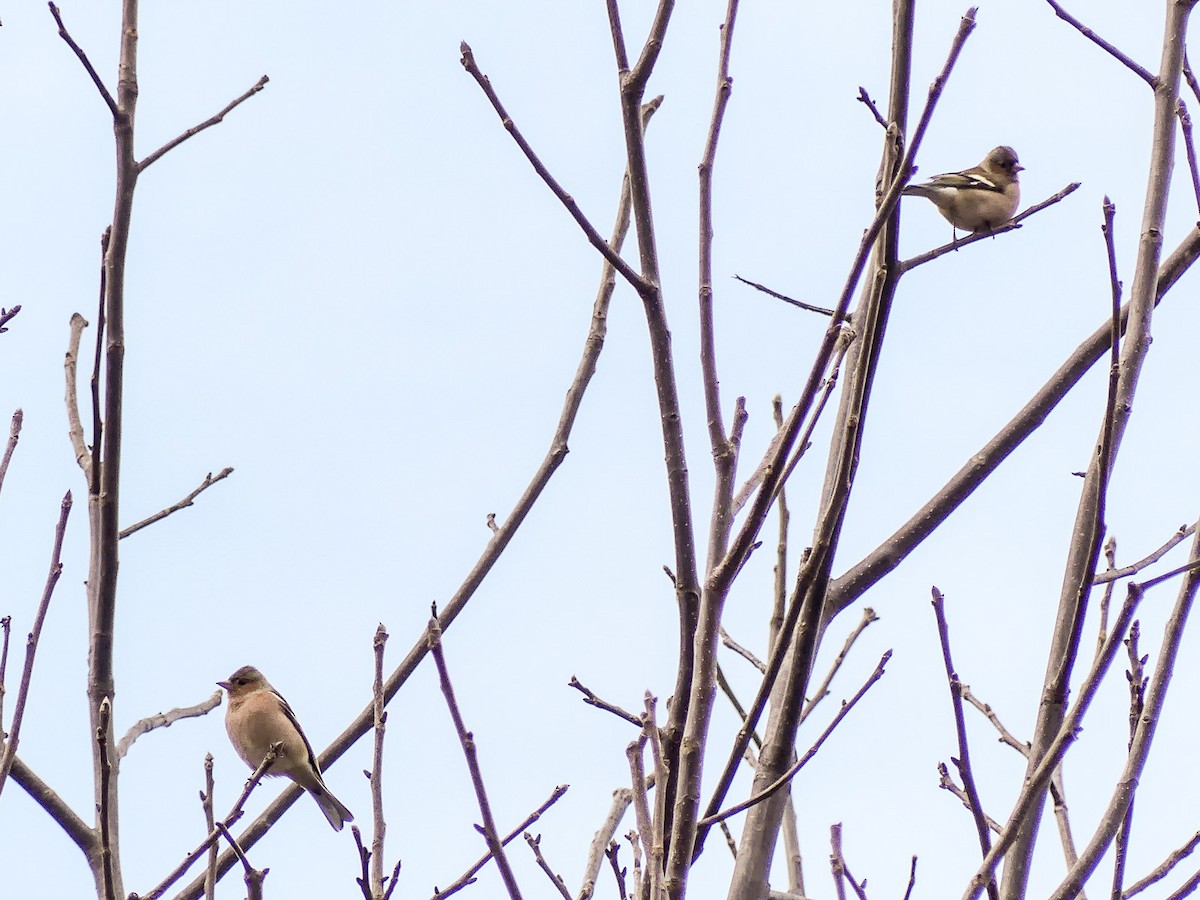 Common Chaffinch - ML140912711