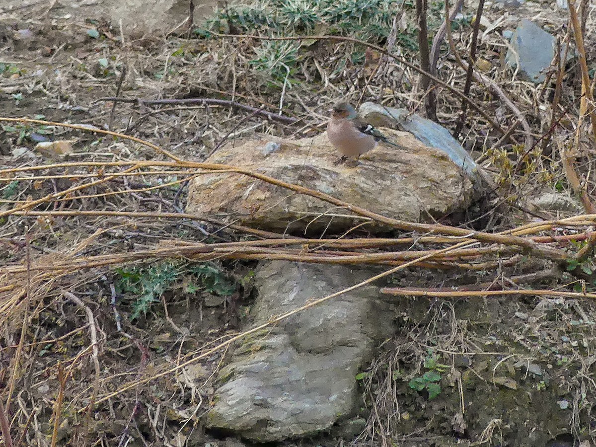 Common Chaffinch - ML140912731