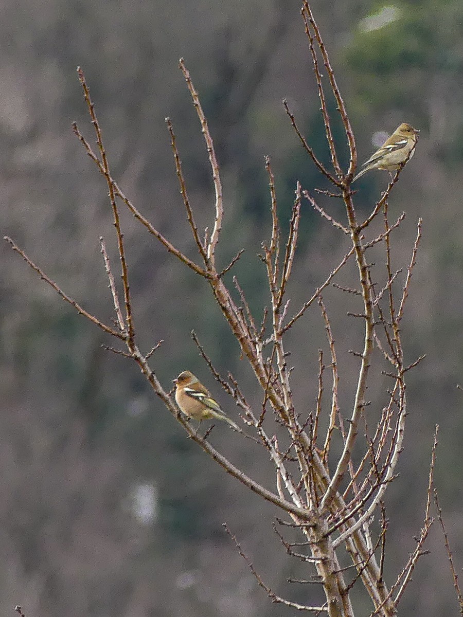 Common Chaffinch - ML140912741