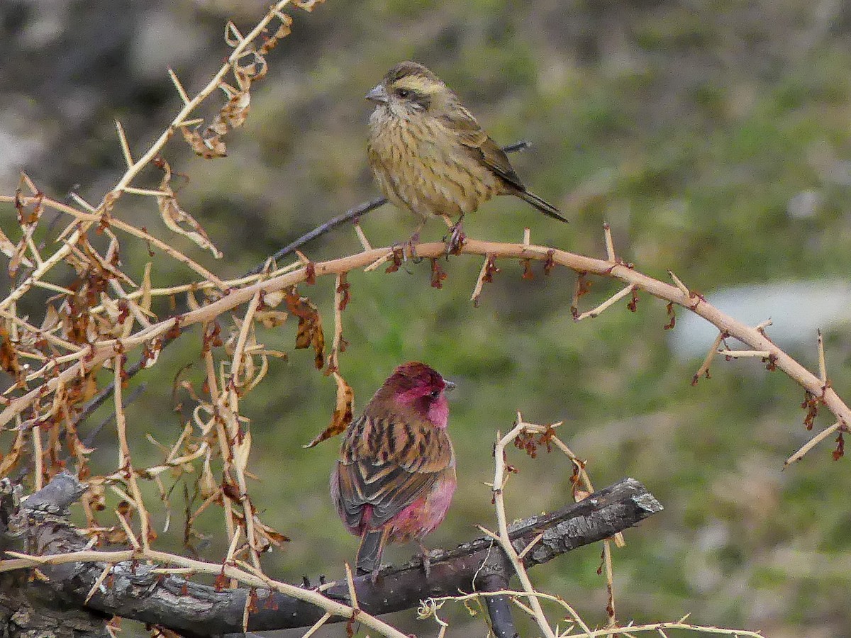 Pink-browed Rosefinch - ML140912751