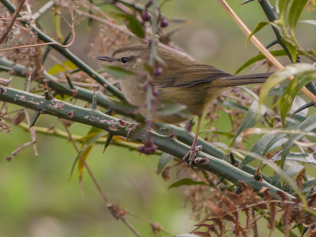 Brownish-flanked Bush Warbler - ML140912761